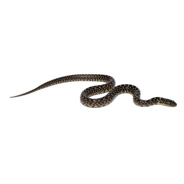 Speckled King Snake